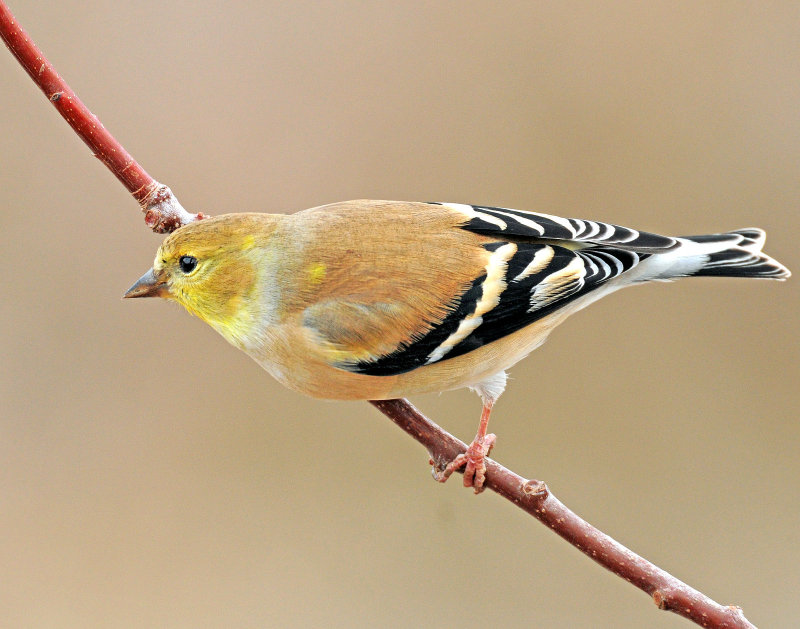 Goldfinch, American (winter plumage)