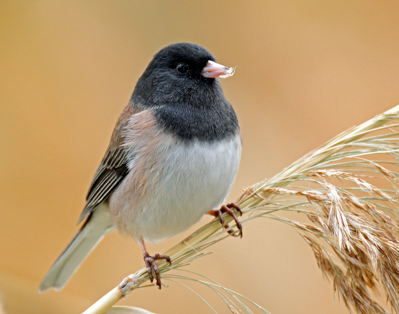 Junco, Dark-eyed (Oregon)