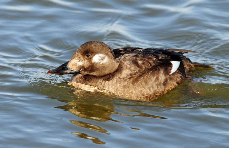 Scoter,  White-winged