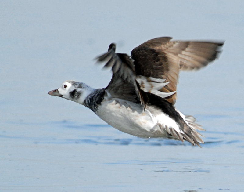 Duck, Long-tailed (Female)