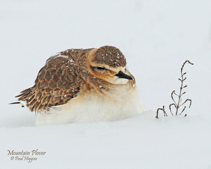 Plover, Mountain