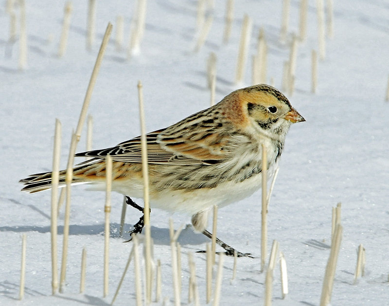 Longspur, Lapland