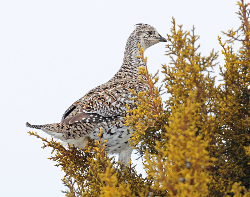 Grouse, Sharp-tailed