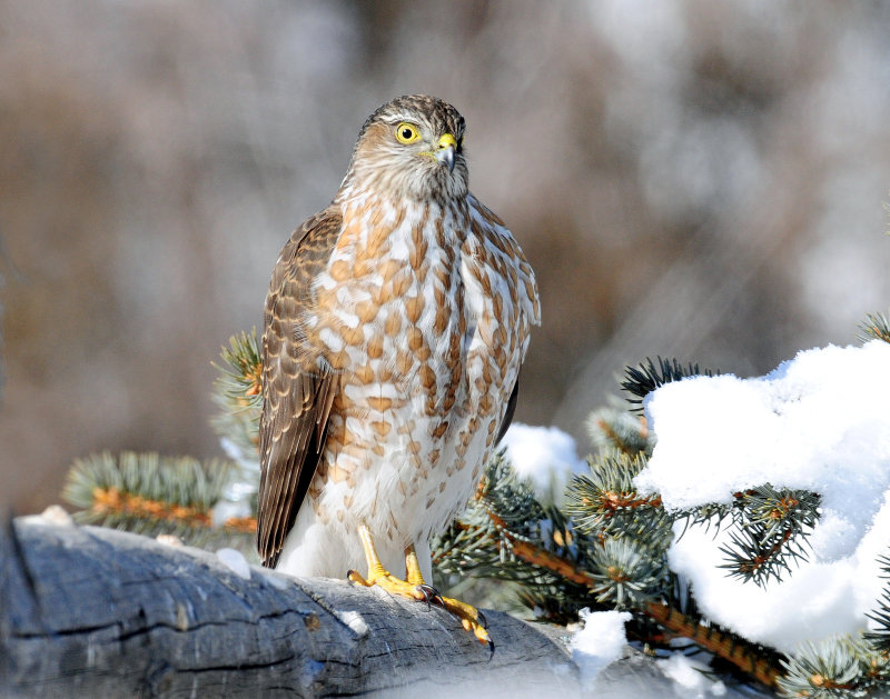 Hawk, Sharp-shinned