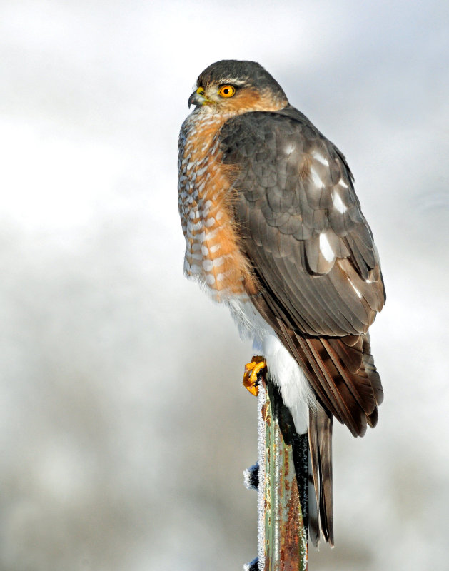 Hawk, Sharp-shinned