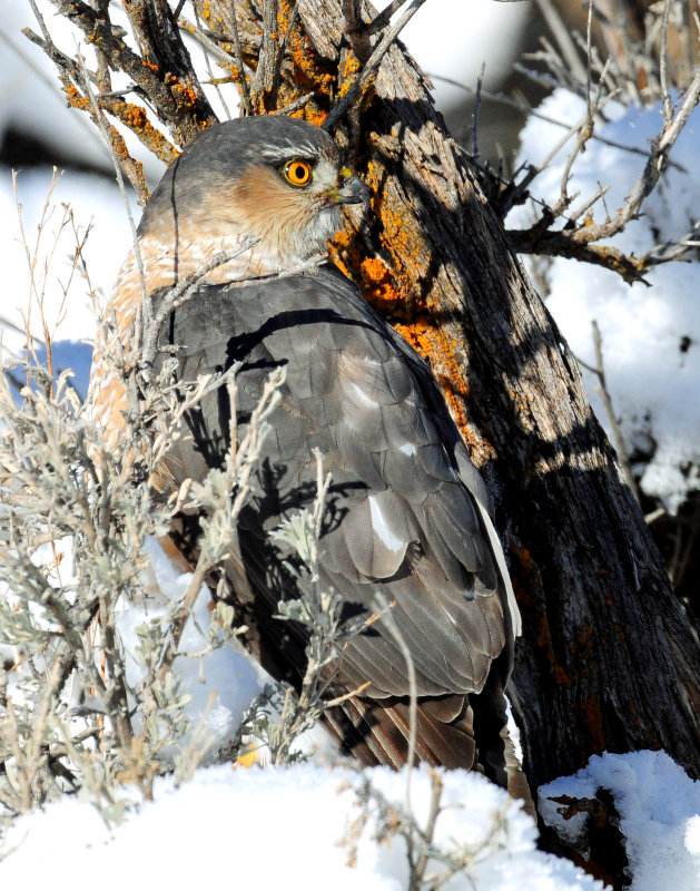 Hawk, Sharp-shinned