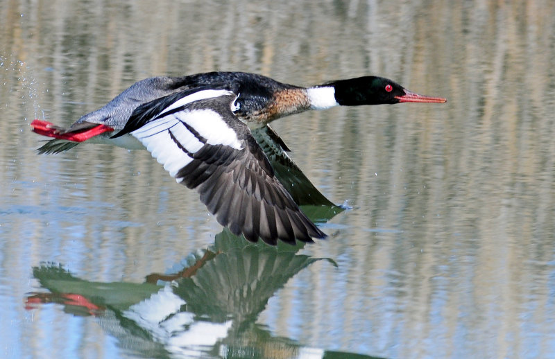 Merganser, Red-breasted