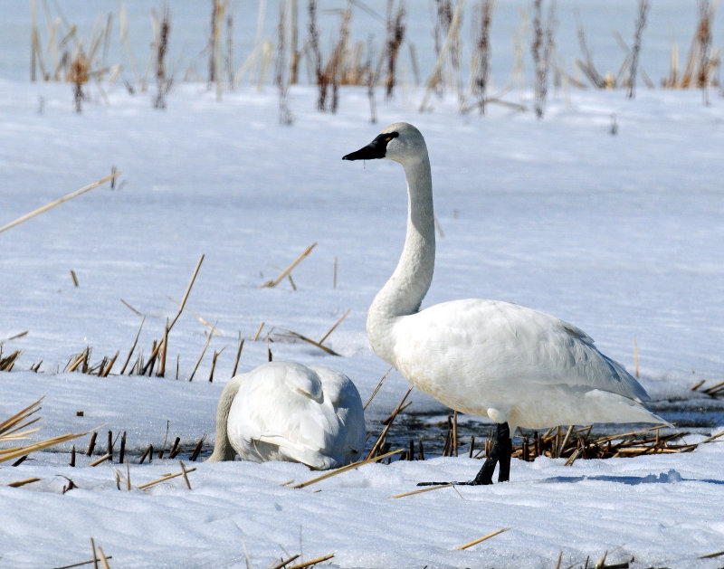 Swan Tundra D-056.jpg