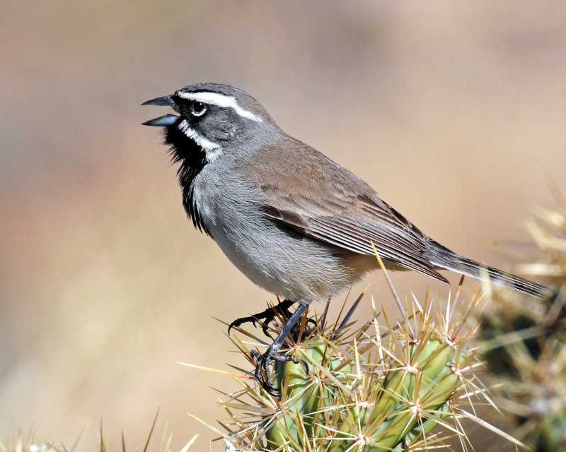 Sparrows, Black-throated