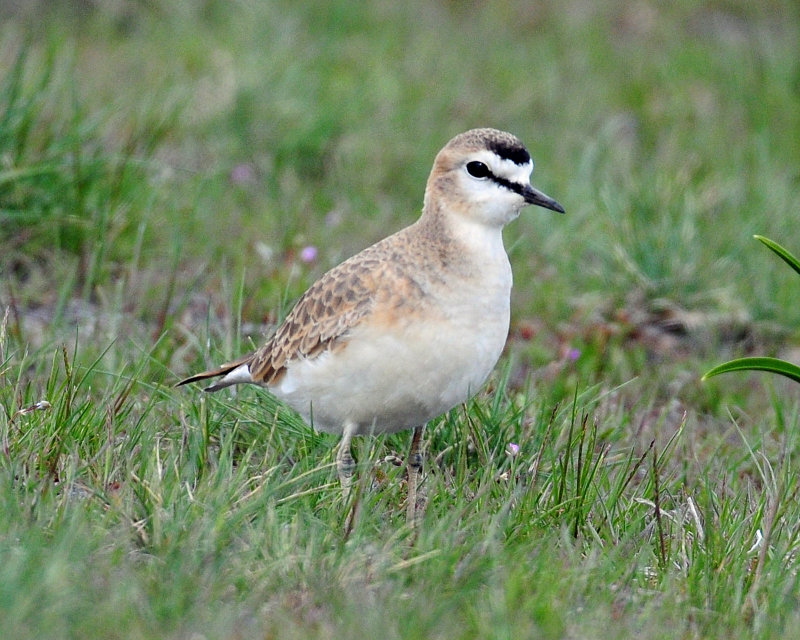 Plover, Mountain