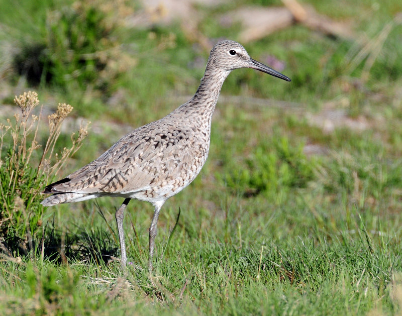 Willet