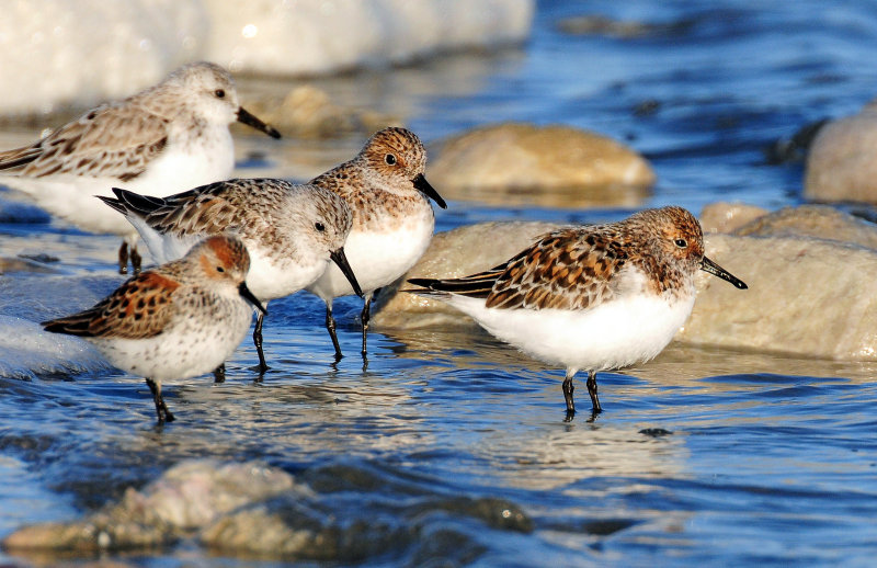 Sanderlings & Western Sandpiper