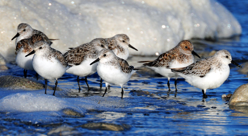 Sanderlings & Western Sandpiper