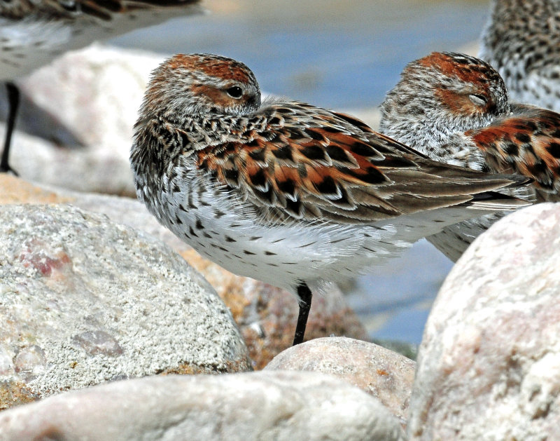 Sandpipers, Western