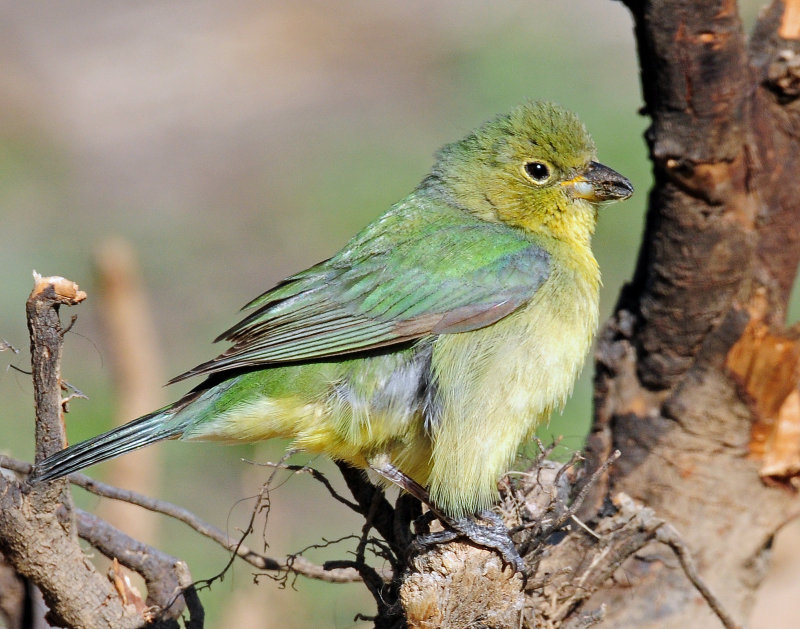 Bunting, Painted (Female, or 1st year male)