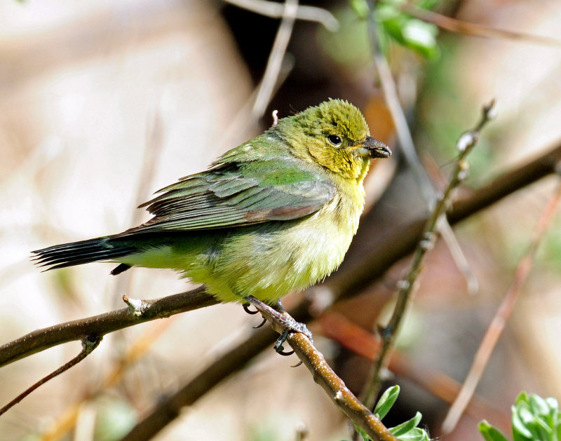 Bunting, Painted (Female, or 1st year male)