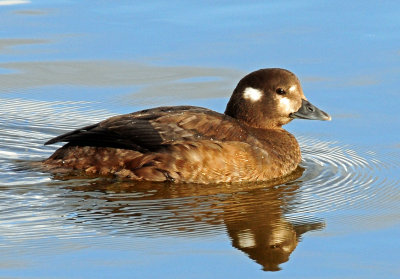 Duck, Harlequin (Oct . 24, 2012)