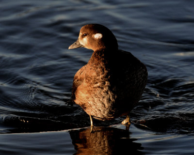 Duck, Harlequin