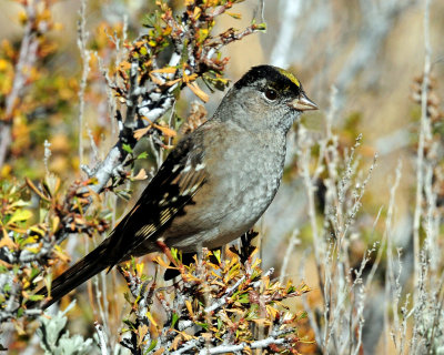 Sparrow, Golden-crowned