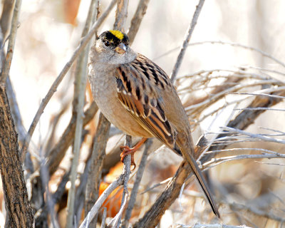 Sparrow, Golden-crowned (10-29-2012)