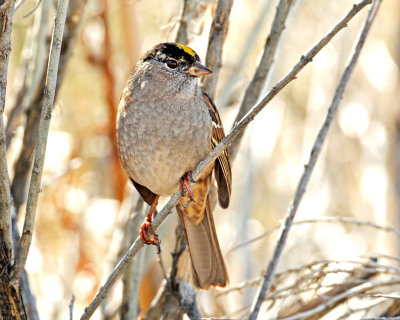 Sparrow, Golden-crowned