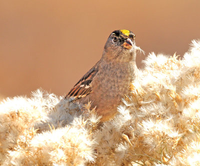 Sparrow, Golden-crowned