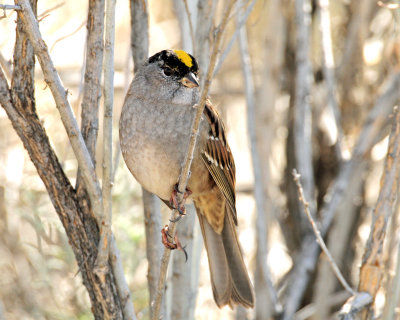 Sparrow, Golden-crowned