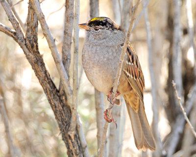 Sparrow, Golden-crowned