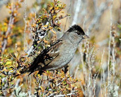 Sparrow, Golden-crowned