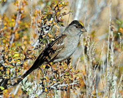 Sparrow, Golden-crowned