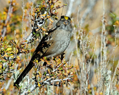 Sparrow, Golden-crowned