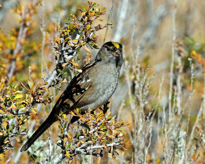 Sparrow, Golden-crowned