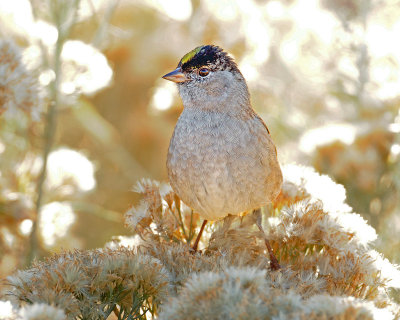 Sparrow, Golden-crowned