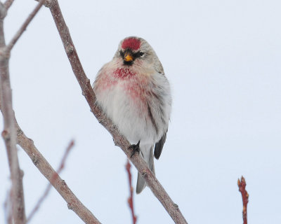 Redpoll. Hoary