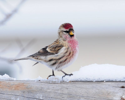 Redpoll, Common