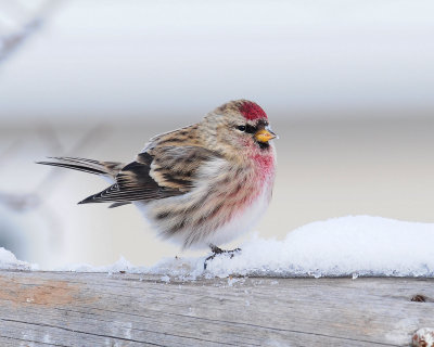 Redpoll, Common