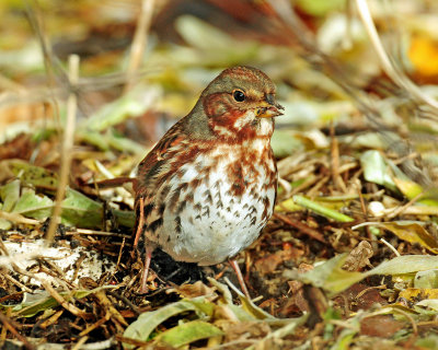 Sparrow, (Taiga) Red Fox
