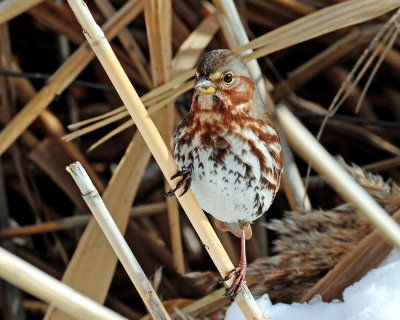 Sparrow, (Taiga) Red Fox