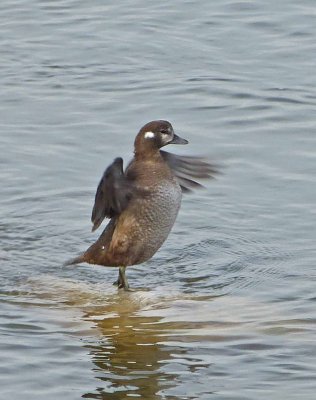 Duck, Harlequin (10-25-2012)