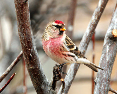 Redpoll, Common (Croydon, Morgan county)