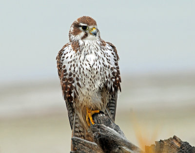 Falcon, Prairie