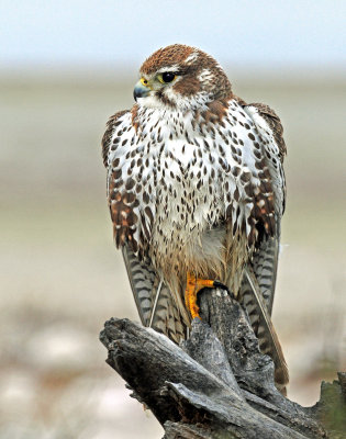 Falcon, Prairie