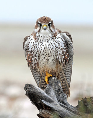 Falcon, Prairie