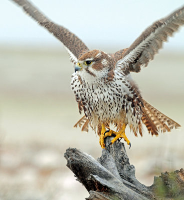 Falcon, Prairie