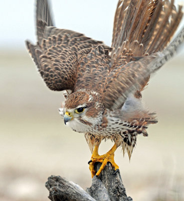 Falcon, Prairie (Dec. 6,  2012)