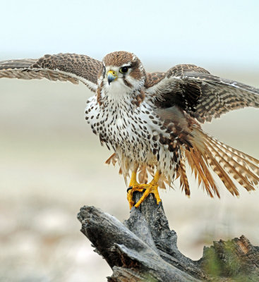 Falcon, Prairie