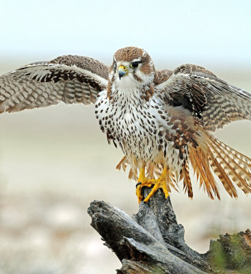 Falcon, Prairie