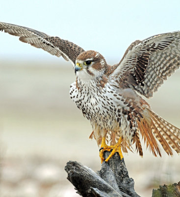 Falcon, Prairie