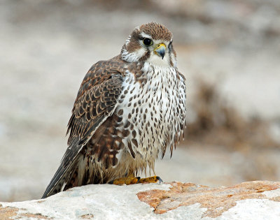 Falcon, Prairie