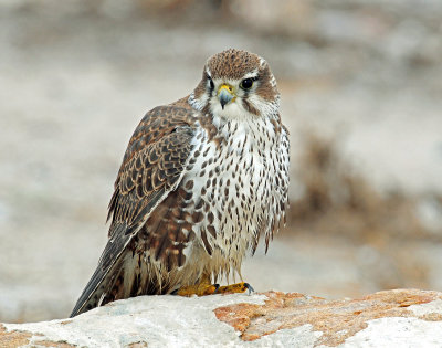 Falcon, Prairie